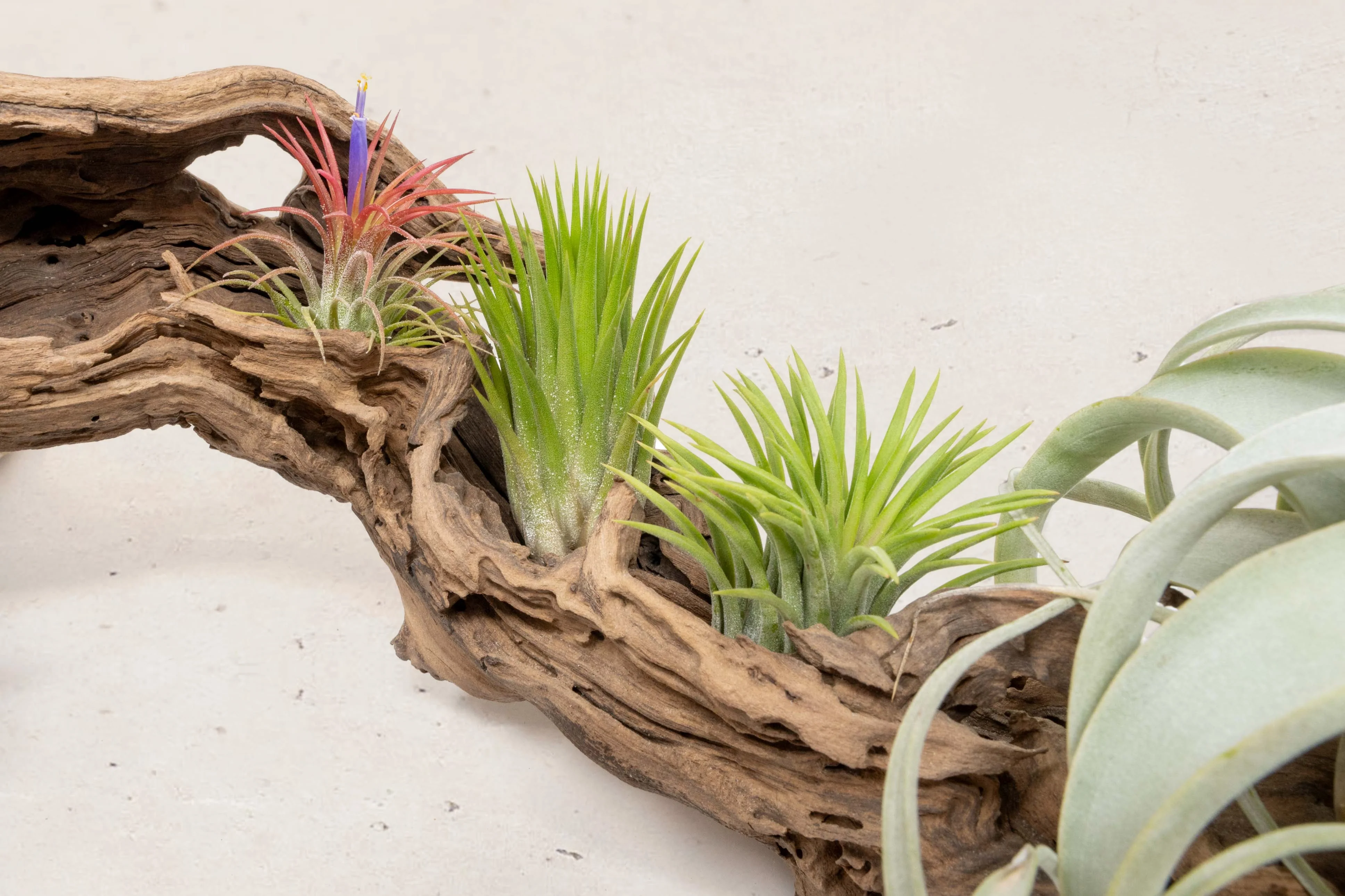 Elevate Your Space with Air Plants